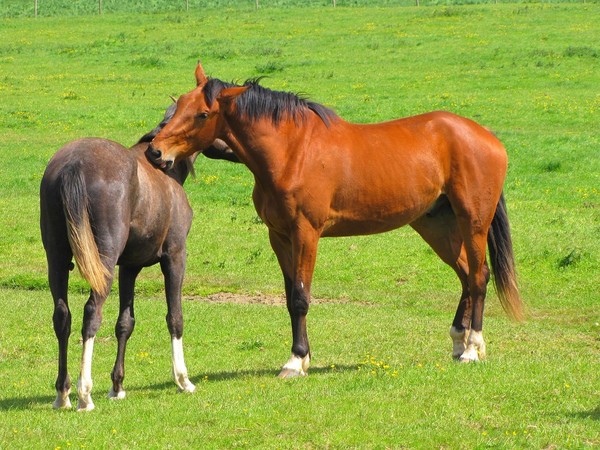 CHEVAUX 2