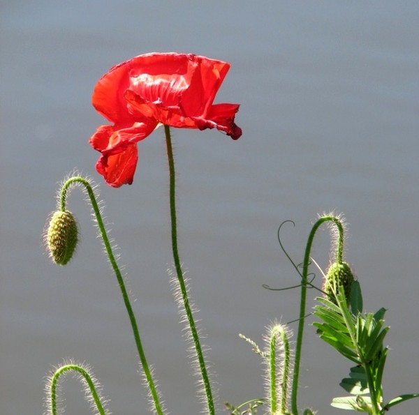 COQUELICOTS