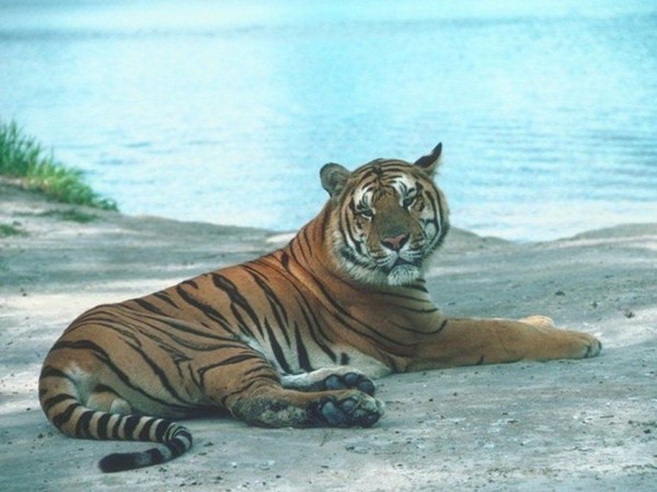 TIGRE