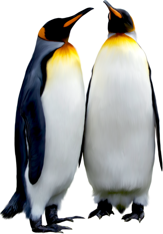 PINGOUINS