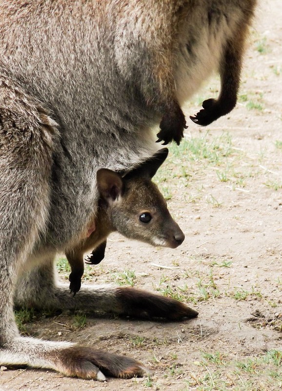 KANGOUROUS