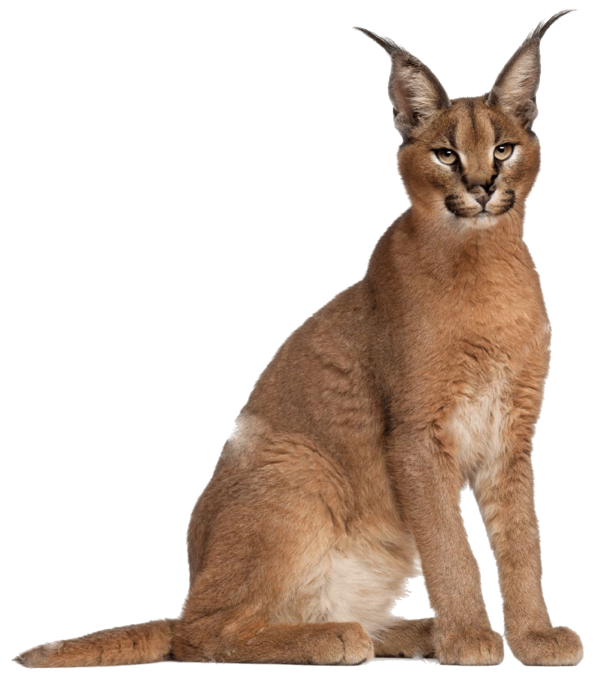 CARACAL