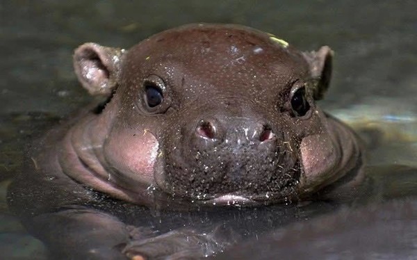 HIPPOPOTAME