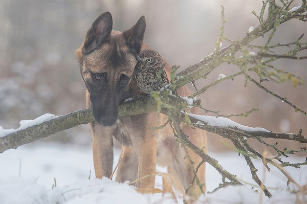 CHIEN ET CHOUETTE