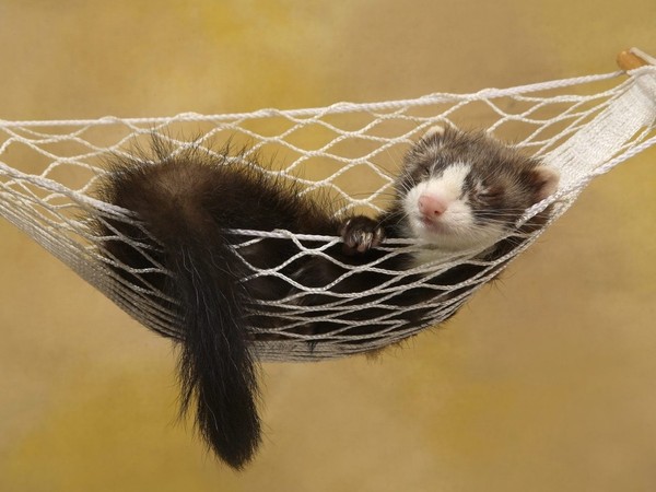 FURET