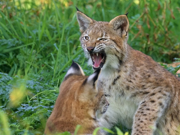 LYNX