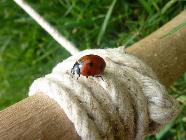 COCCINELLE