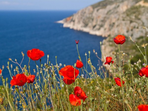 COQUELICOTS