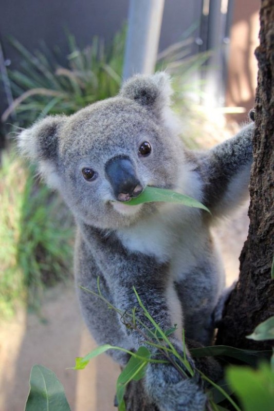 KOALA