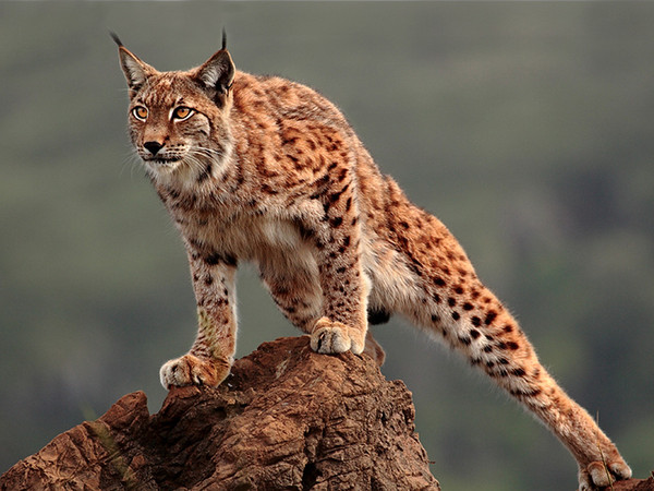 LYNX