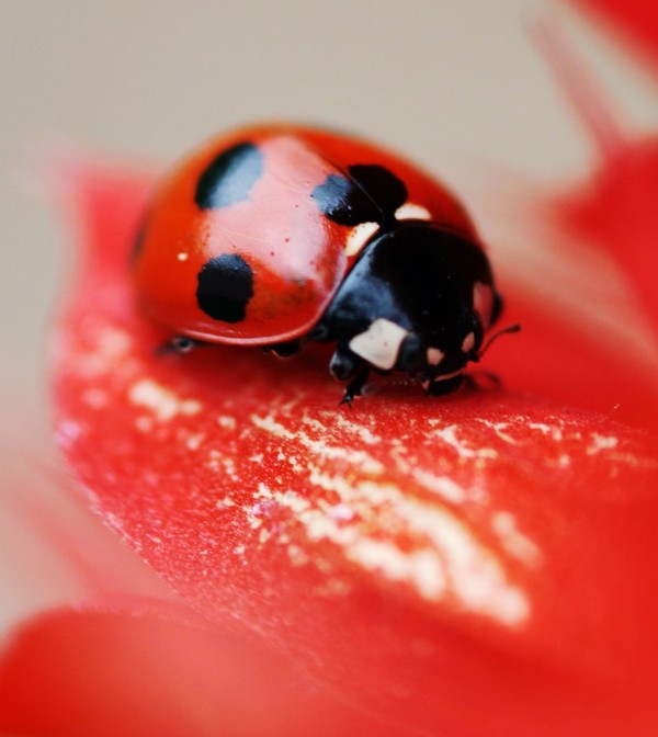 COCCINELLE