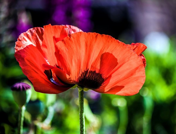 COQUELICOT