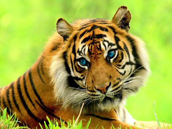 TIGRE