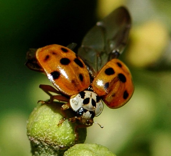 COCCINELLE