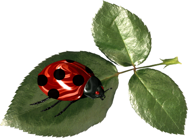 COCCINELLE