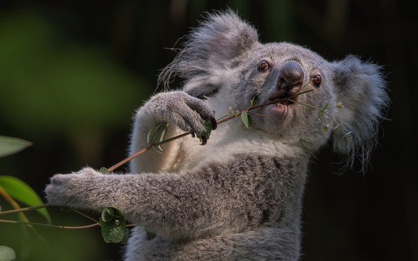 KOALA