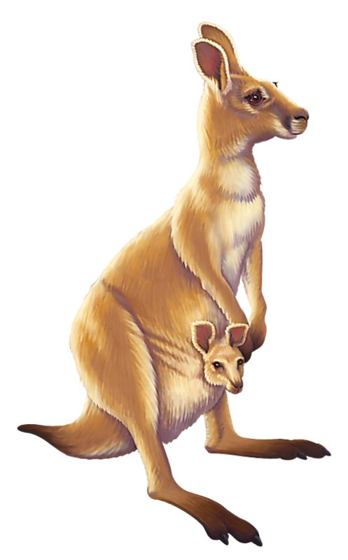 KANGOUROU