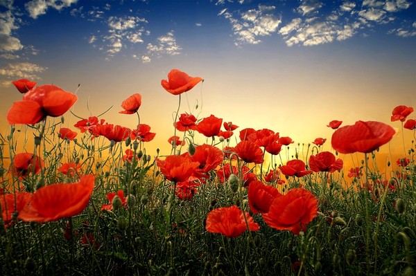 COQUELICOTS