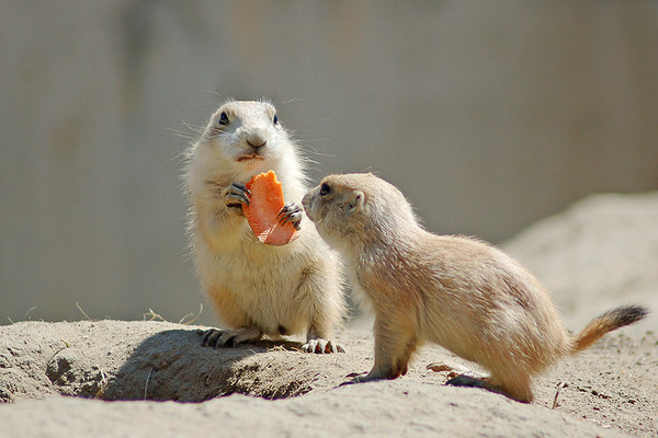 MARMOTTES