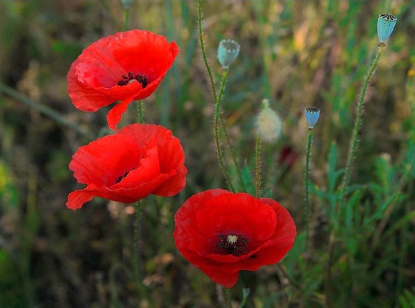 COQUELICOTS