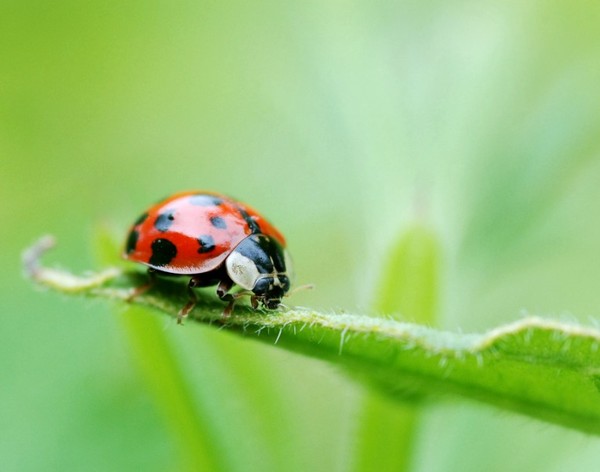 COCCINELLE