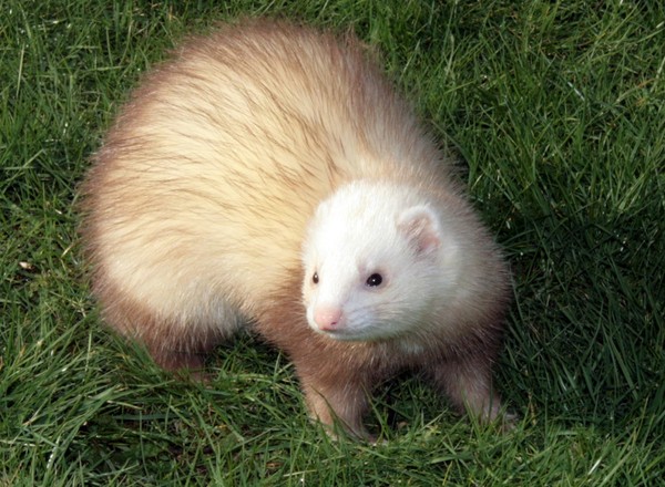 FURET