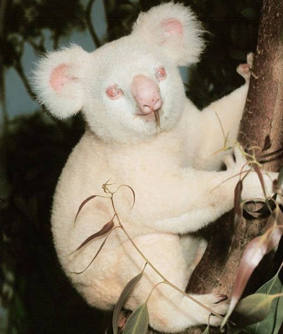 KOALA