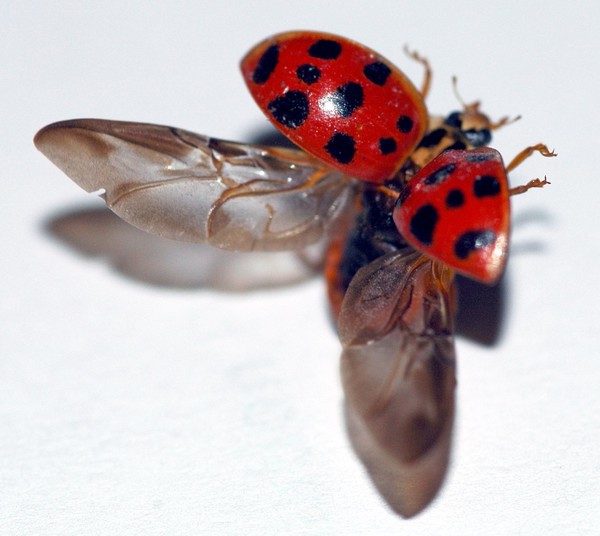 COCCINELLE 2