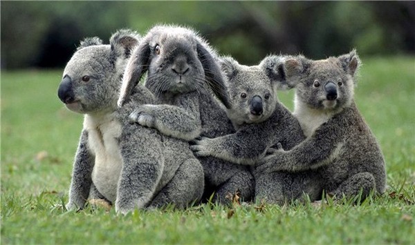 KOALAS ET LAPIN