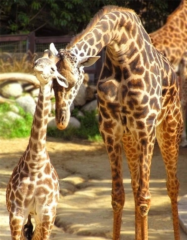 GIRAFES