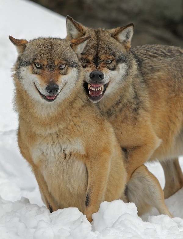 LOUPS