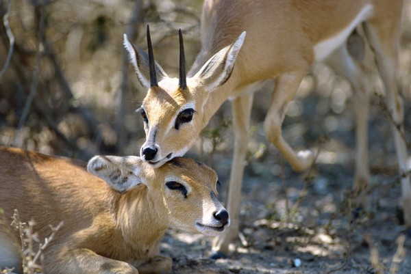 ANTILOPES