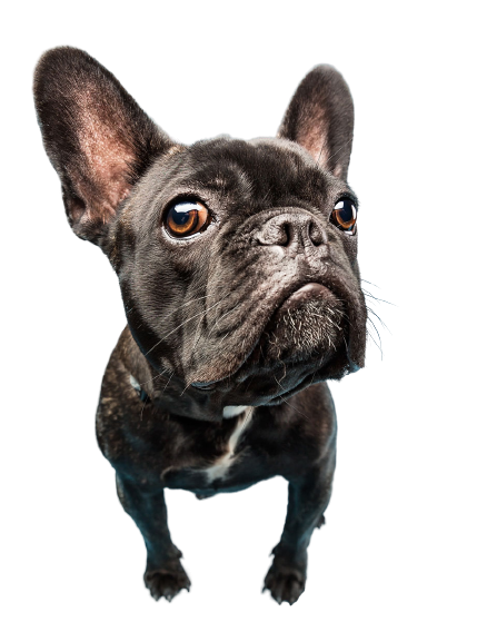 CHIEN 5