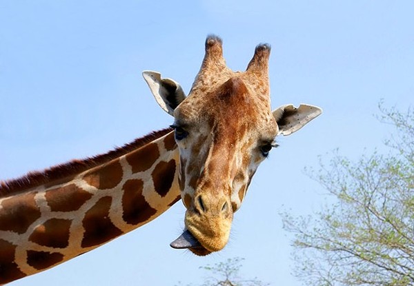 GIRAFE