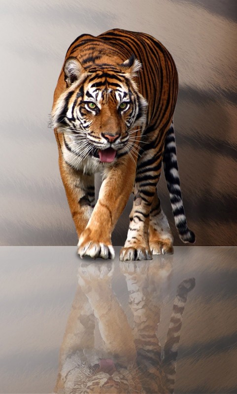 TIGRE