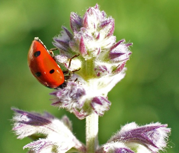 COCCINELLE