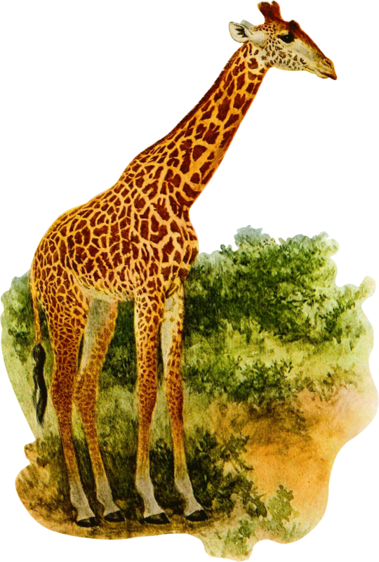 GIRAFE