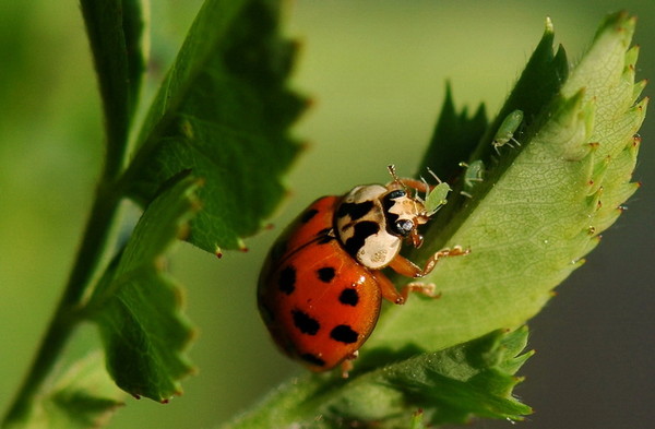 COCCINELLE