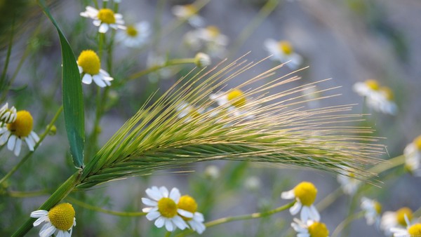 FLEURS