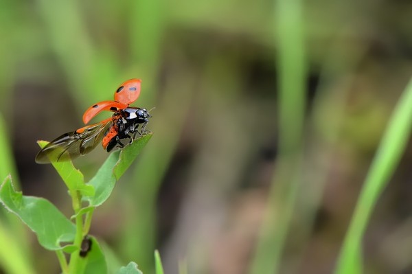 COCCINELLE