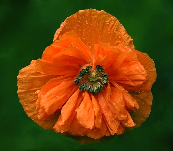 COQUELICOT