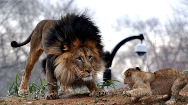 LION ET COMPAGNIE