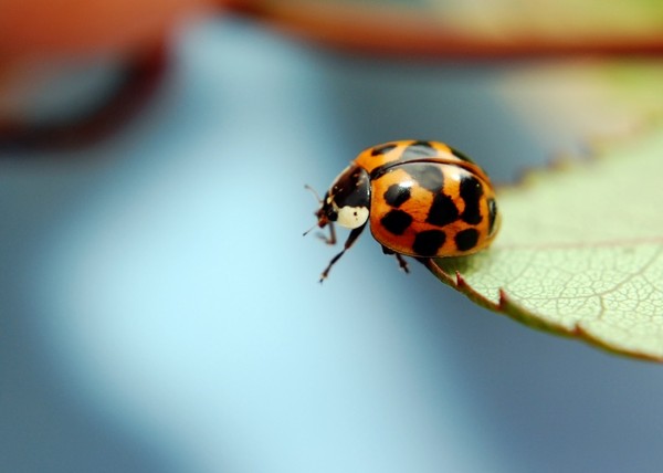 COCCINELLE