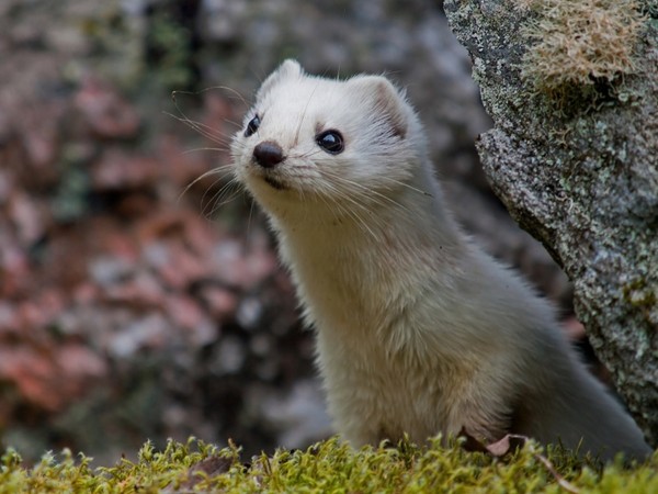 FURET