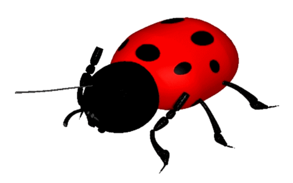 COCCINELLE