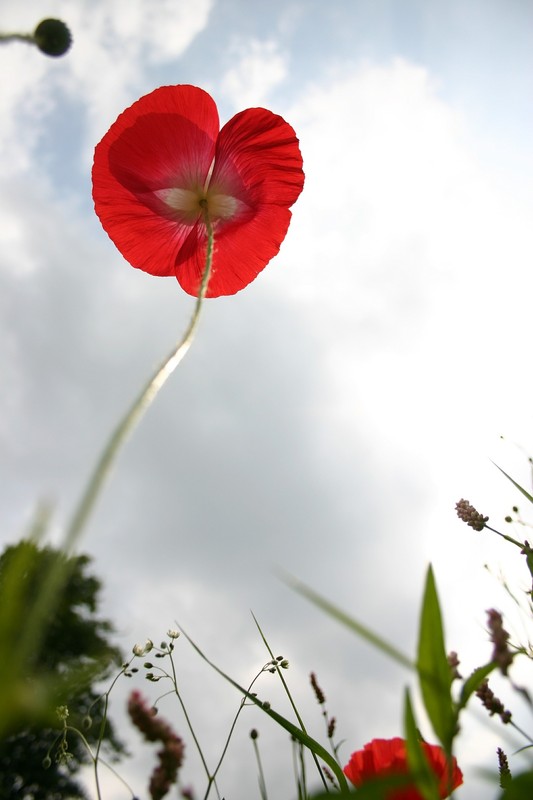 COQUELICOTS