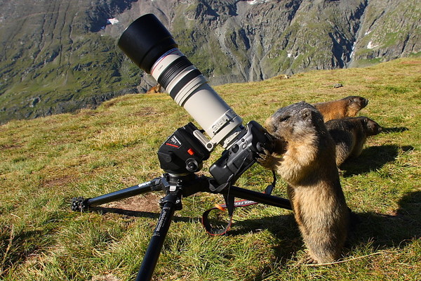 MARMOTTES