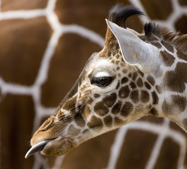 GIRAFE