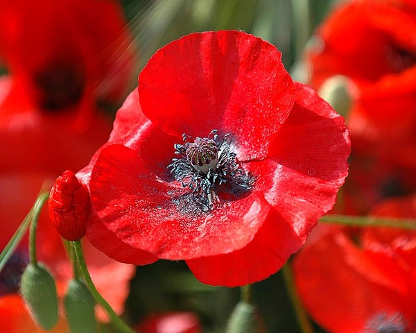 COQUELICOTS