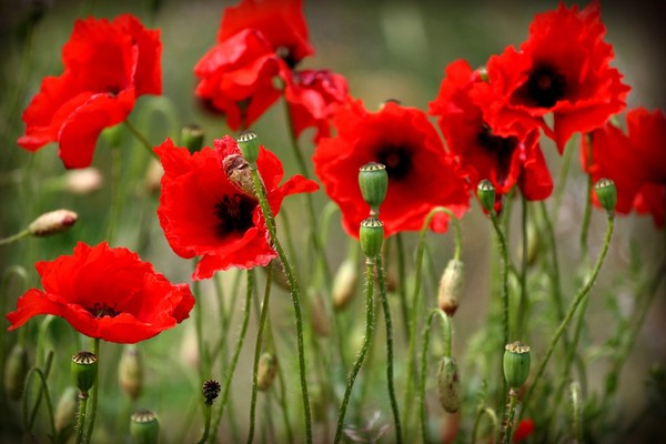 COQUELICOTS